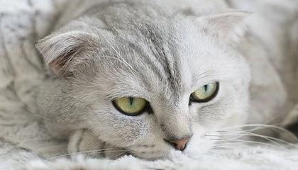 瑞安高价上海医保提取2025的最新政策(2025年瑞安上海医保怎么提取现金分享)